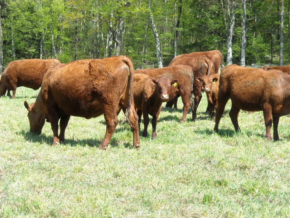 A curious cow among the grazing herd of Rotokawa Devons.