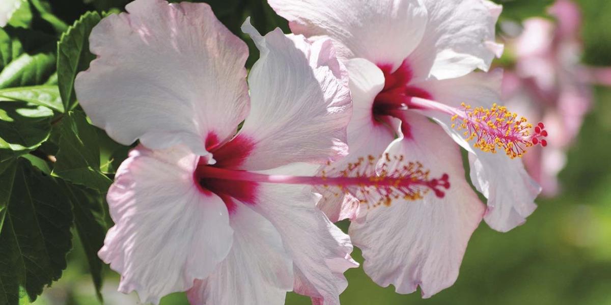 El hibisco: descubre sus características, propiedades y cómo cuidar sus  bellas flores