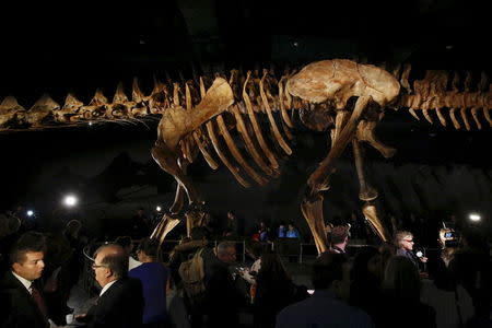 People stand around the skeleton cast of a titanosaur is seen during a media preview at the American Museum of Natural History in New York January 14, 2016. REUTERS/Shannon Stapleton