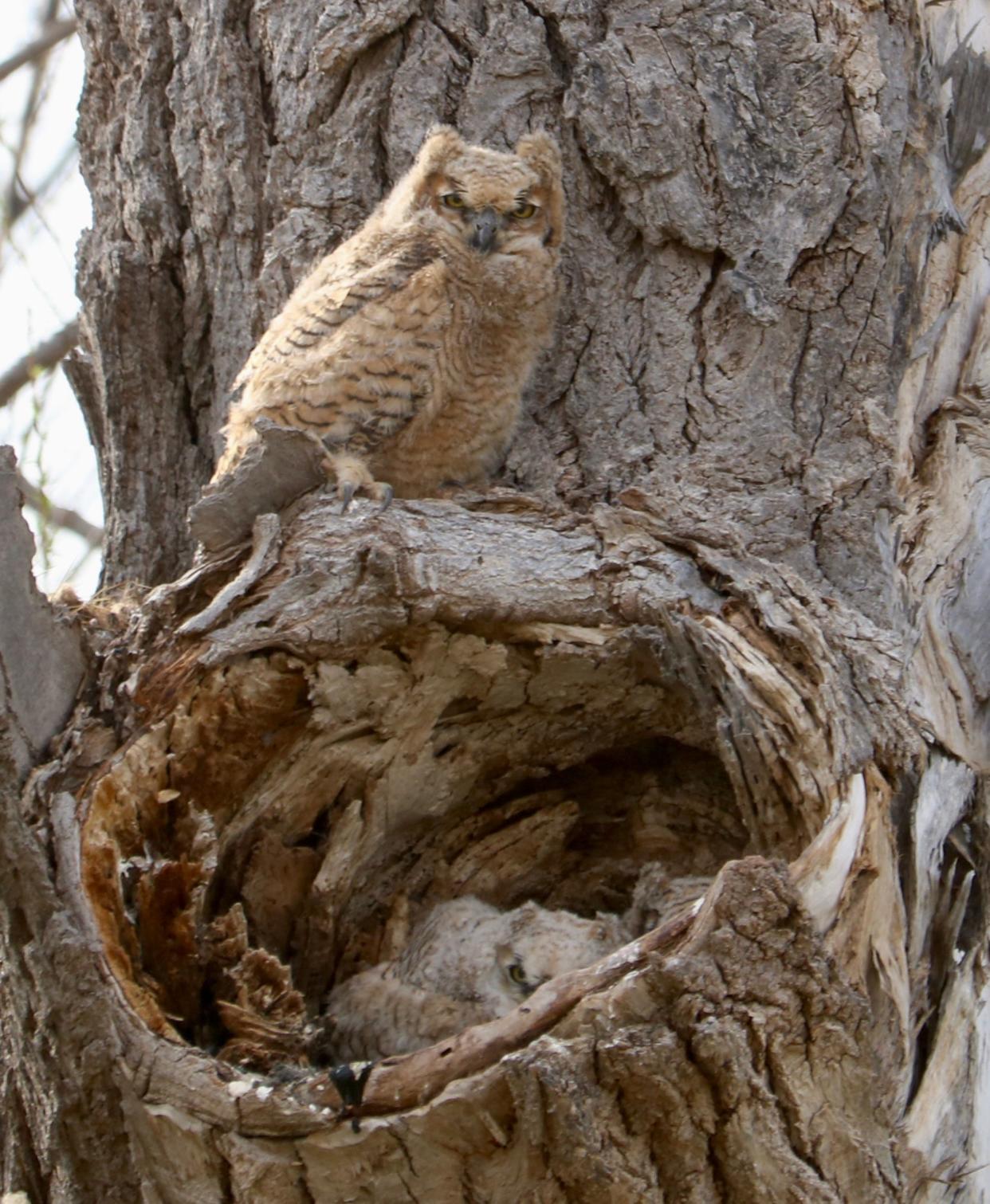 Juvenile Great Horned Owl