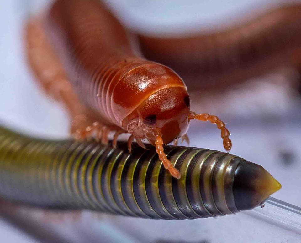 Millipedes crawl on each other as students watch while learning about decomposer and composting communities during the Earth Day Celebration at Ann Norton Sculpture Gardens on Monday.