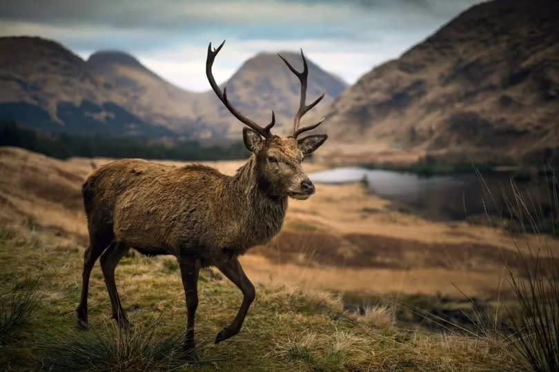 A deer grazes in Glen Etive