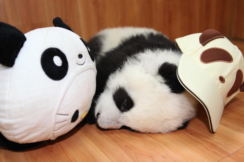 Playtime tuckered out this baby Giant Panda.