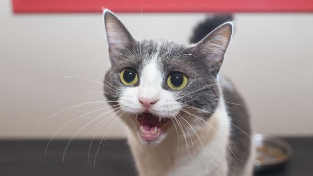 What's that meow? Decoding different cat sounds and what they mean