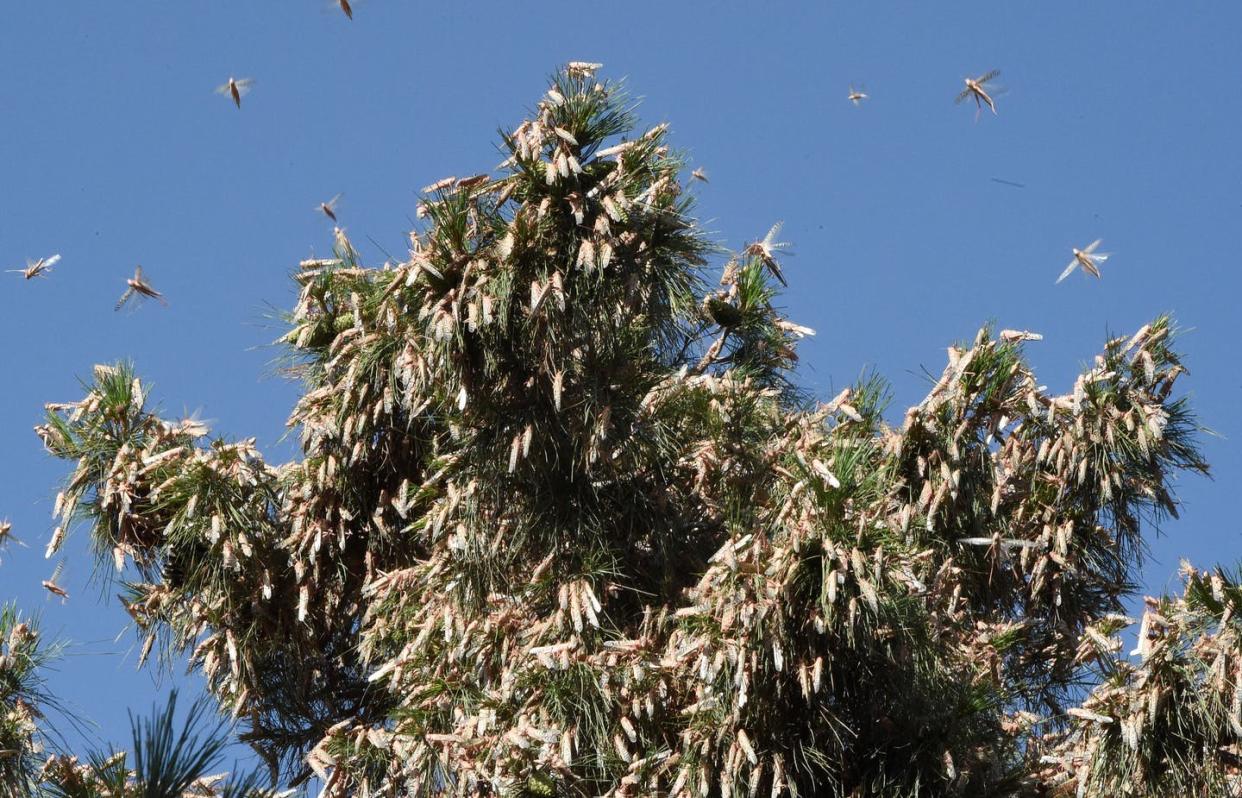 <span class="caption">Swarms of locusts are seen on a tree in a residential area in the southwestern Pakistan city of Quetta on June 12, 2020. </span> <span class="attribution"><a class="link " href="https://www.gettyimages.com/detail/news-photo/swarms-of-locusts-are-seen-on-a-tree-in-a-residential-area-news-photo/1219574634?adppopup=true" rel="nofollow noopener" target="_blank" data-ylk="slk:BANARAS KHAN/AFP via Getty Images;elm:context_link;itc:0;sec:content-canvas">BANARAS KHAN/AFP via Getty Images</a></span>