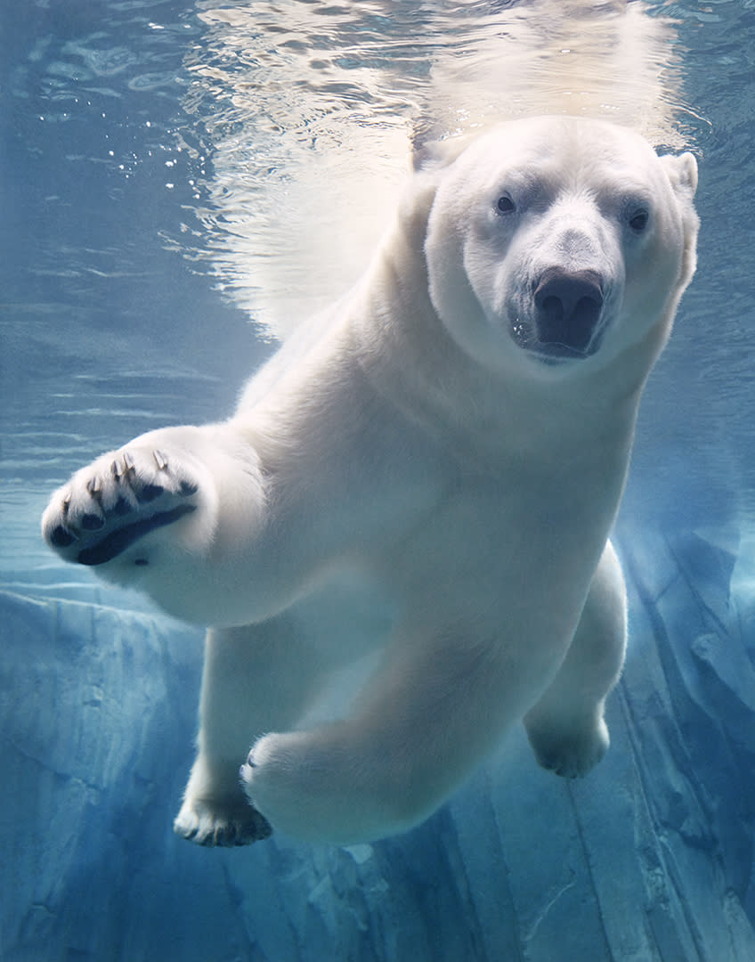 Polar Bear