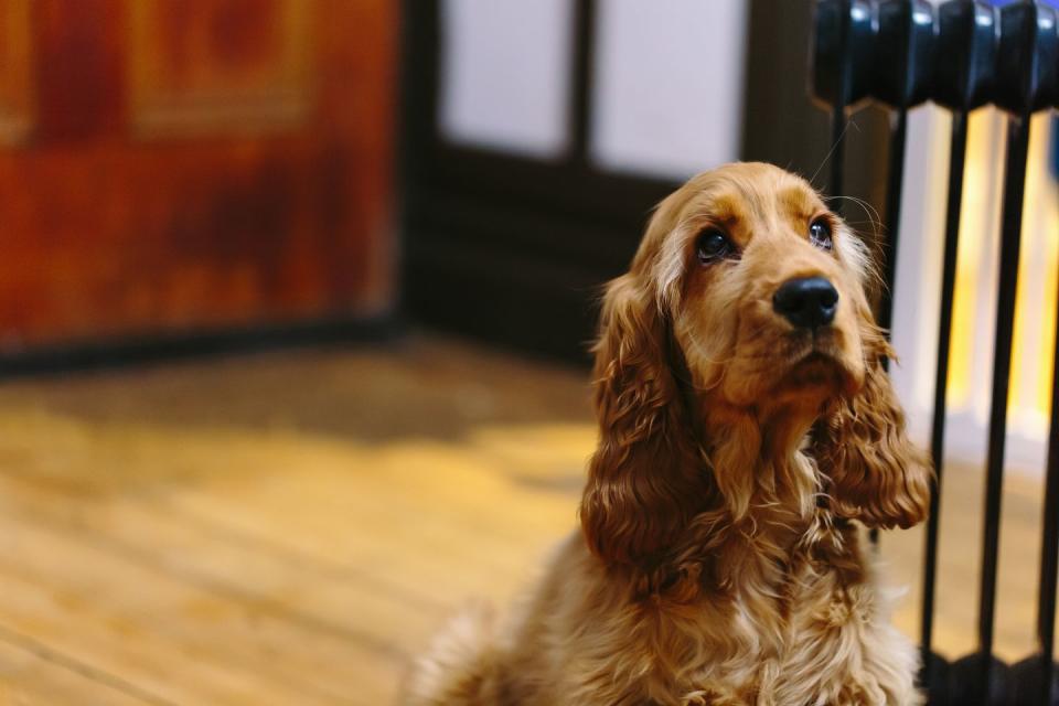 Cocker Spaniel