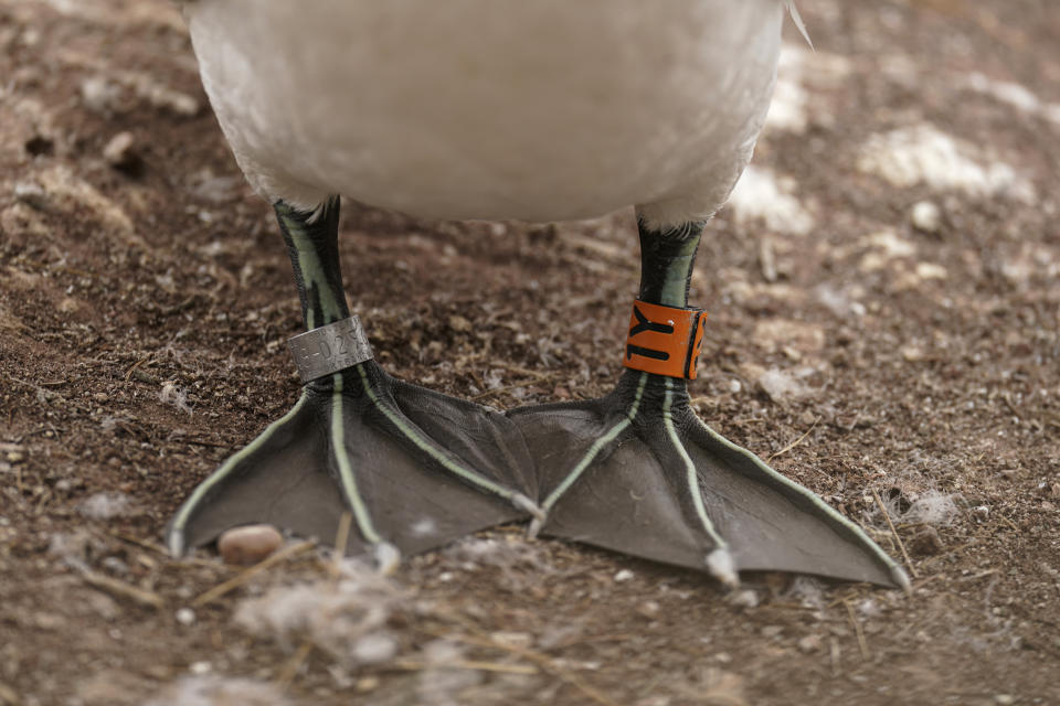 Scientific identification tags are seen on the legs of a northern gannet on Bonaventure Island in the Gulf of St. Lawrence off the coast of Quebec, Canada's Gaspe Peninsula, Monday, Sept. 12, 2022. Many seabird species are hard to study because they live in a marine wilderness or are scattered. But not the northern gannets that breed on Bonaventure Island off Canada's Gaspe Peninsula. (AP Photo/Carolyn Kaster)