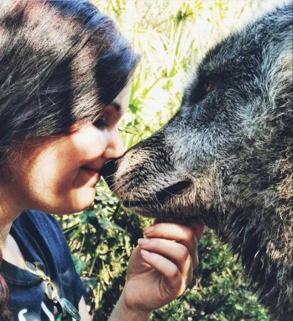 Brittany Allen with Yuki, a wolfdog at Shy Wolf Sanctuary in Naples, Florida. Yuki died in 2020 but not before becoming popular worldwide in a viral photo with Allen, a Shy Wolf volunteer, in 2019.