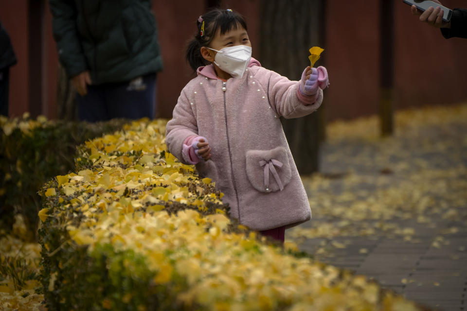 A girl wearing a face mask holds leaves that have fallen from trees at a public park in Beijing, Saturday, Nov. 12, 2022. Everyone in a district of 1.8 million people in China's southern metropolis of Guangzhou was ordered to stay home Saturday to undergo virus testing and a major city in the southwest closed schools as another rise in infections was reported. (AP Photo/Mark Schiefelbein)