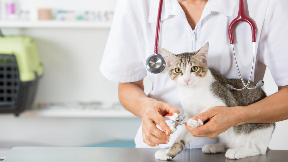 cat at vets