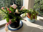 Two Christmas cactuses sit by a sunny window in a home in Westchester County, N.Y. on Monday, Dec. 5, 2022. Christmas cactuses are a staple of the season and do well with plenty of light and not too much water. (AP Photo/Julia Rubin)