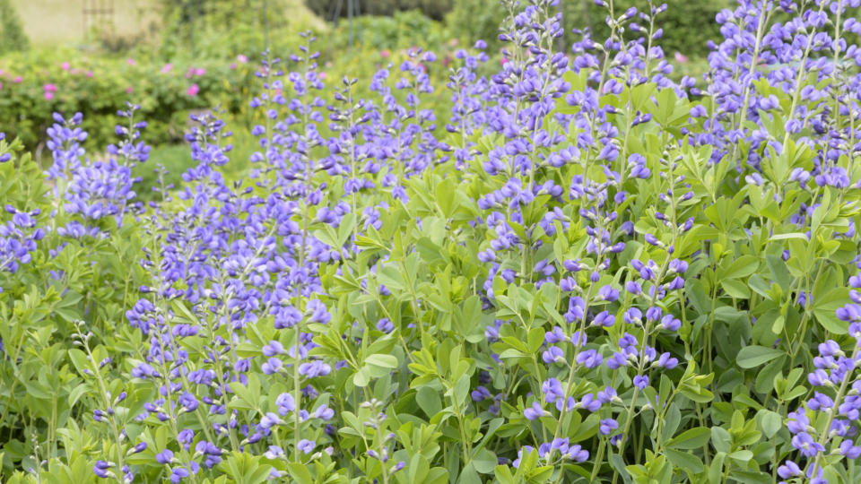 low maintenance perennial flowers (false blue indigo)