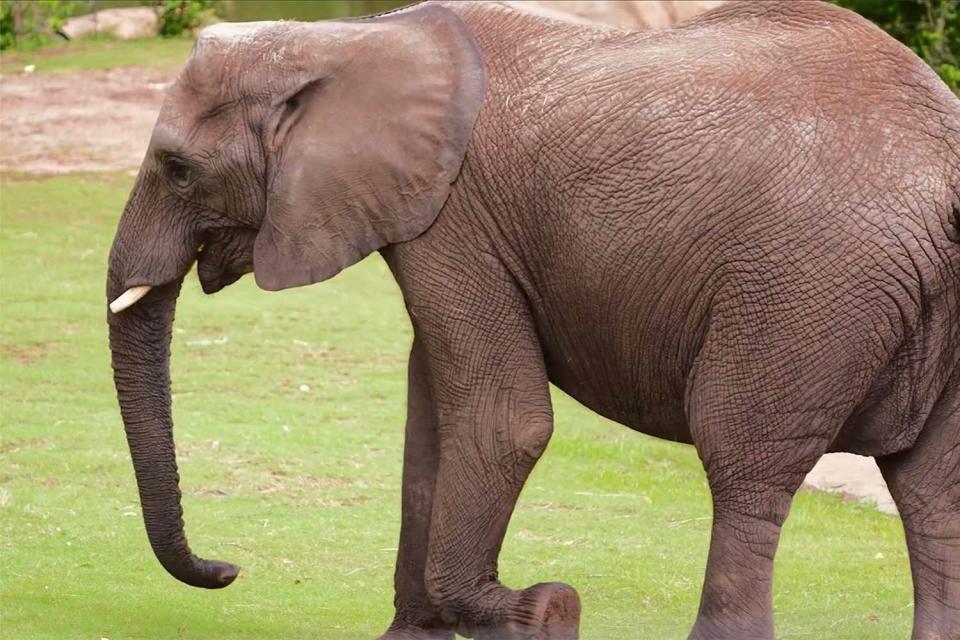 <p>Sedgwick County Zoo</p> An elephant at the Sedgwick County Zoo in Wichita, Kansas