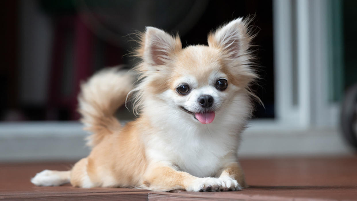 cute Chihuahua lying down