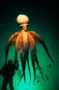 <p>In the right conditions, octopuses can grow up to 30 feet and weigh 600 pounds says the <a href="https://www.nationalgeographic.com/animals/invertebrates/g/giant-pacific-octopus/" rel="nofollow noopener" target="_blank" data-ylk="slk:National Geographic;elm:context_link;itc:0;sec:content-canvas" class="link ">National Geographic</a>. The Giant Pacific Octopus, which is commonly found on the northwestern coast of North America, can reach those heights if plenty of food and safety is available. The Giant Pacific Octopus can only live up to five years and most others up to two years.</p>