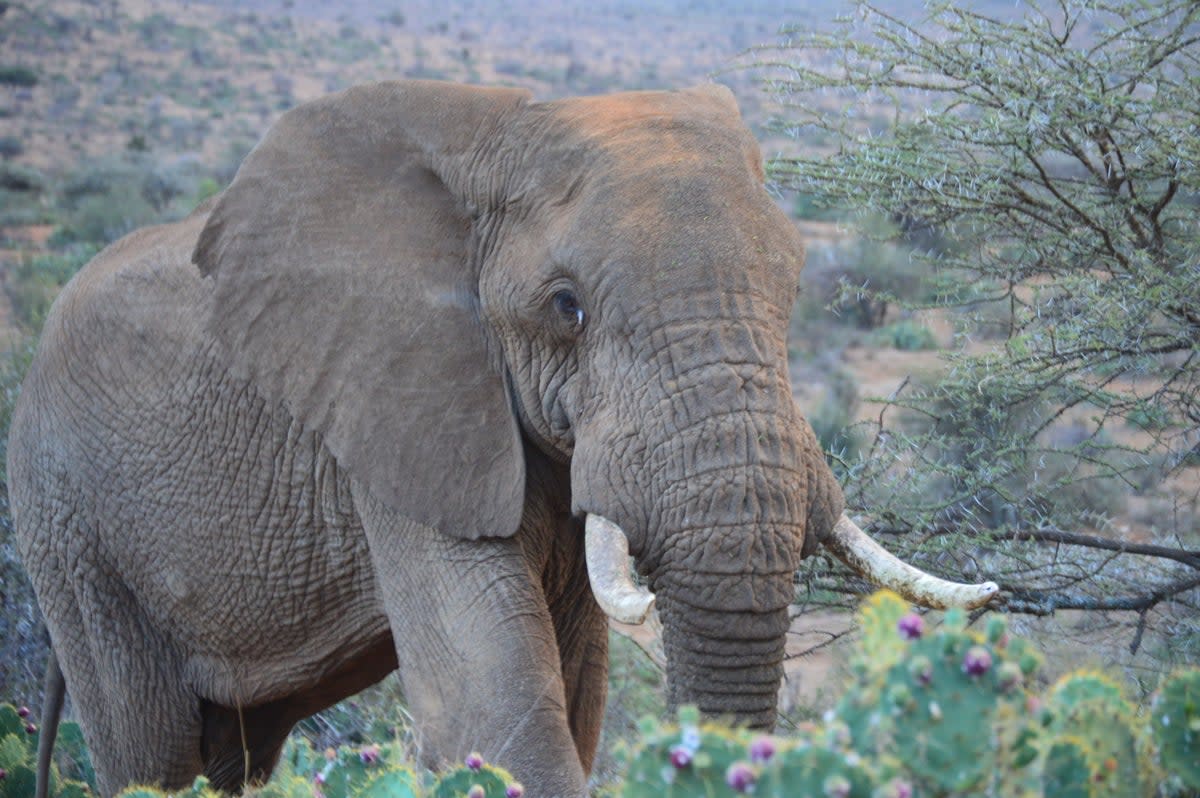 Conflicts between elephants and humans are a common occurence in the state of Odisha  (Calvin)