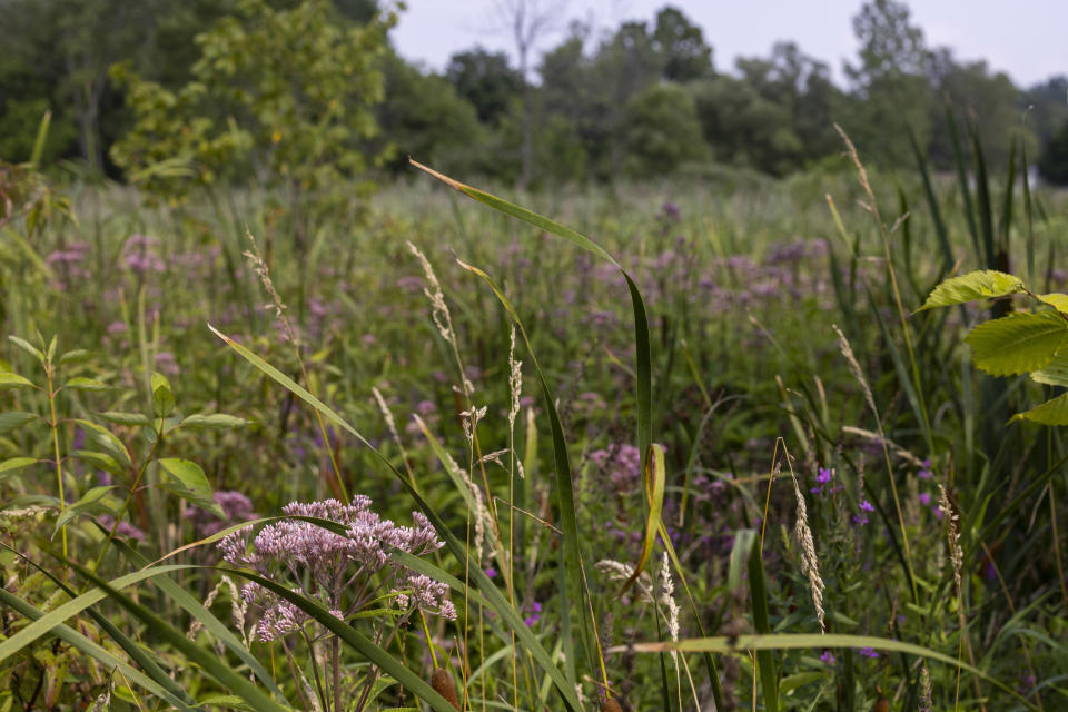 Wildflowers grow on the Onondaga Nation territory in central New York, Thursday, Aug. 3, 2023. The Nation's territory once stretched more than 2 million acres. The present-day territory, just south of Syracuse, is approximately 7,300 acres. (AP Photo/Lauren Petracca)