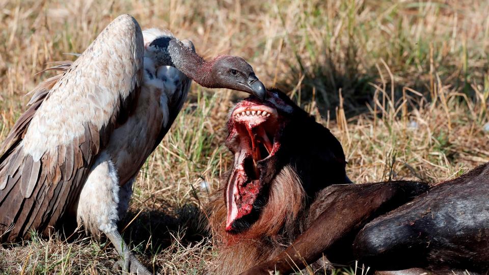  White-backed vulture (Gyps africanus) with a wildebeest carcass. Masai Mara National Park. Kenya. 