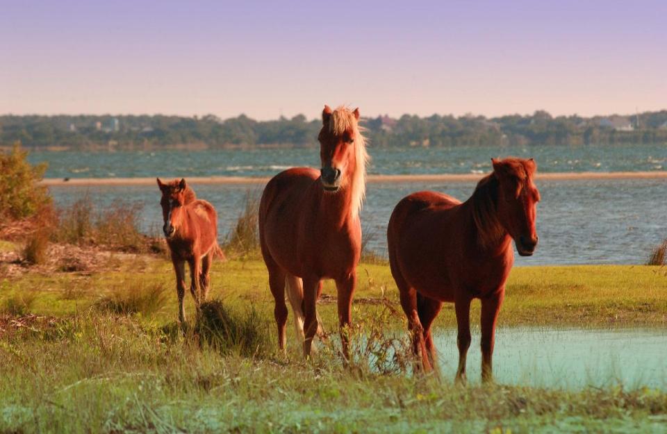 In an undated photo provided by VisitNC.com., wild horses graze on Shackleford Banks, part of the Cape Lookout National Seashore. Beach communities and environmentalists are pushing back against a proposal to give the National Park Service the option of using sand to fight erosion on North Carolina's pristine Shackleford Banks. (AP Photo/VisitNC.com.,Bill Russ)