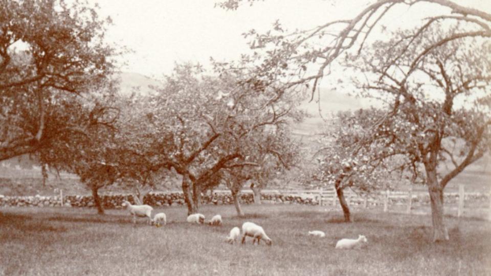 A small flock of sheep graze placidly shortly after shearing.