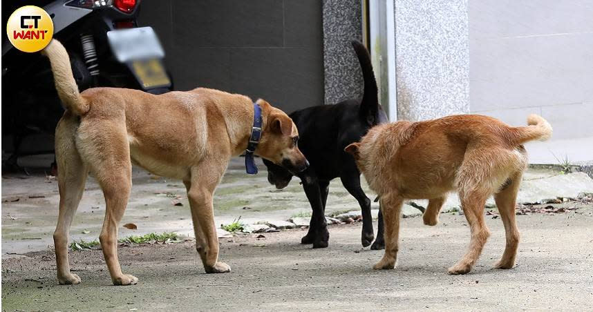 在賴男放置山豬吊附近的山頭裡，可以發現民眾所養的犬隻幾乎都因中過山豬吊而截肢，成為3腿狗。（圖／方萬民攝）