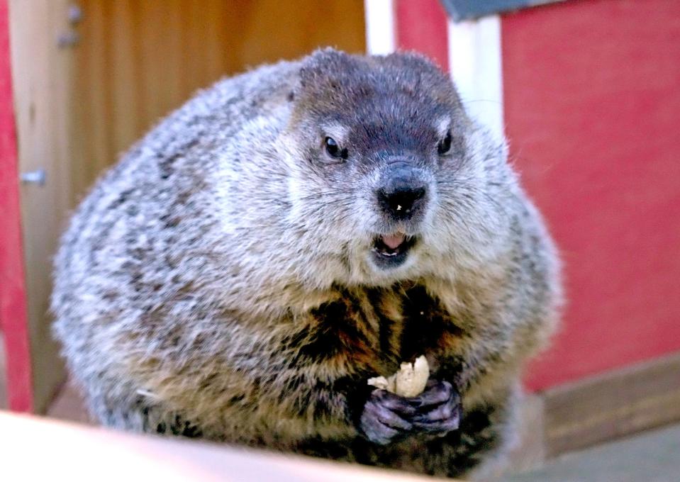 Gordy was the Milwaukee County Zoo's groundhog for nearly 5 years. He died on March 3, 2023.