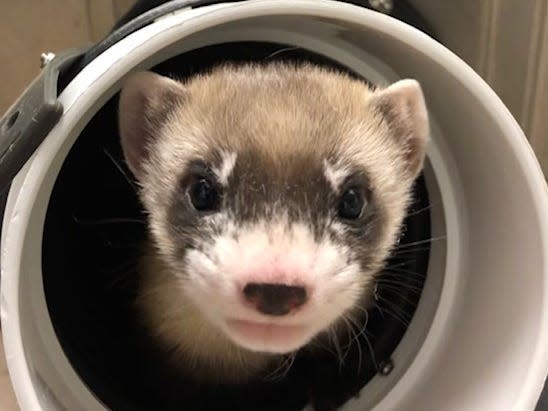 Ferret Elizabeth Ann