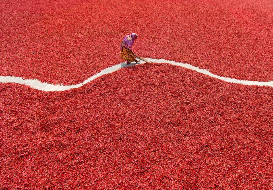 Millions of chillis create a red sea