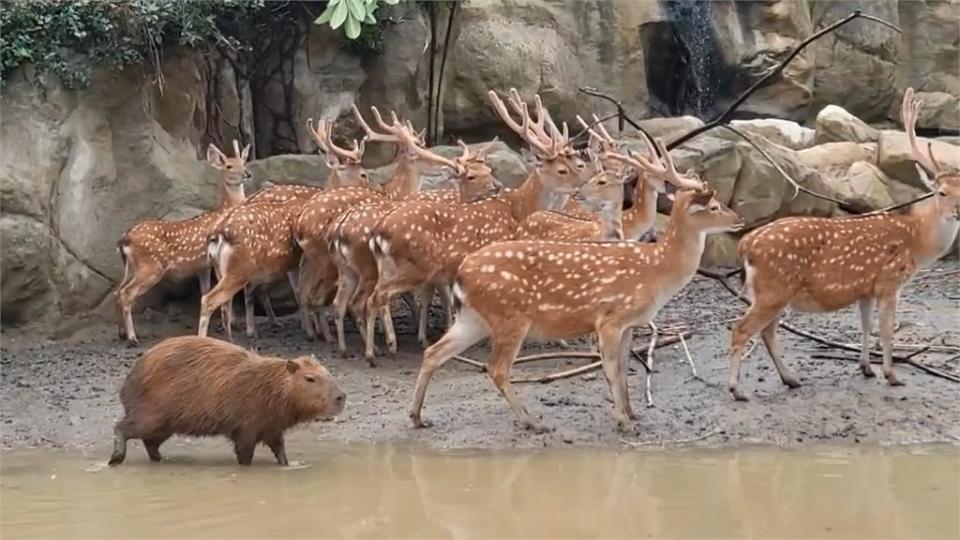 飼主PO網「協尋鱷魚」　嚇壞嘉義當地居民