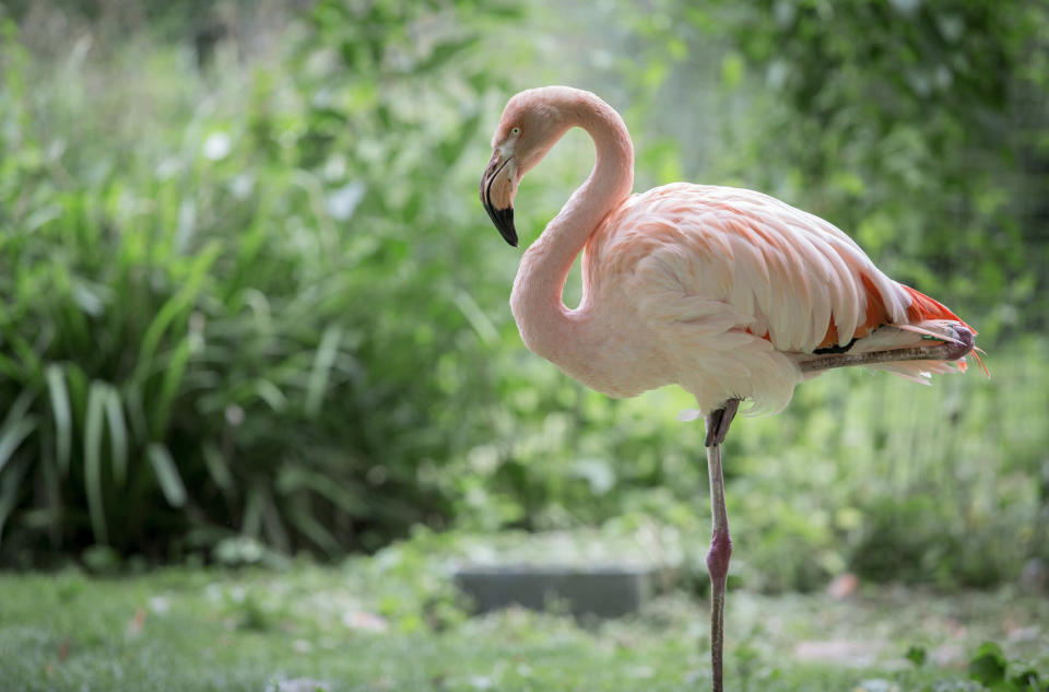 Flamingos stehen oft auf einem Bein. (Bild: Getty Images)