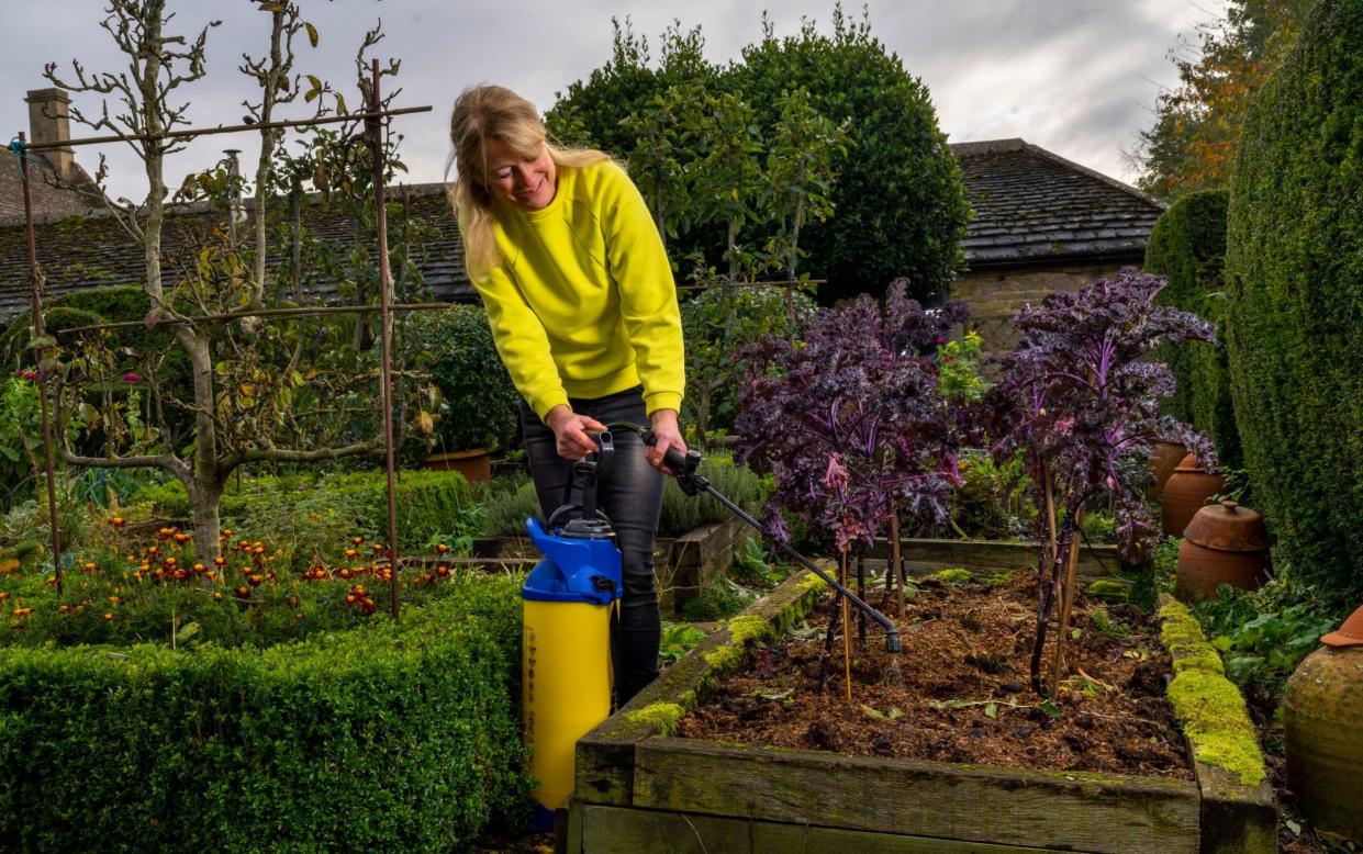 Bunny Guinness spraying the soil of the vegetable garden