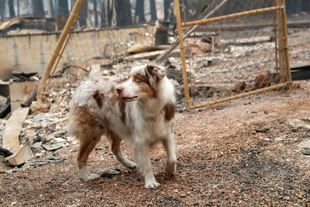 A cadaver dog named I.C. searches for human remains at a house destroyed by the Camp Fire in Paradise, California, U.S., November 14, 2018. REUTERS/Terray Sylvester