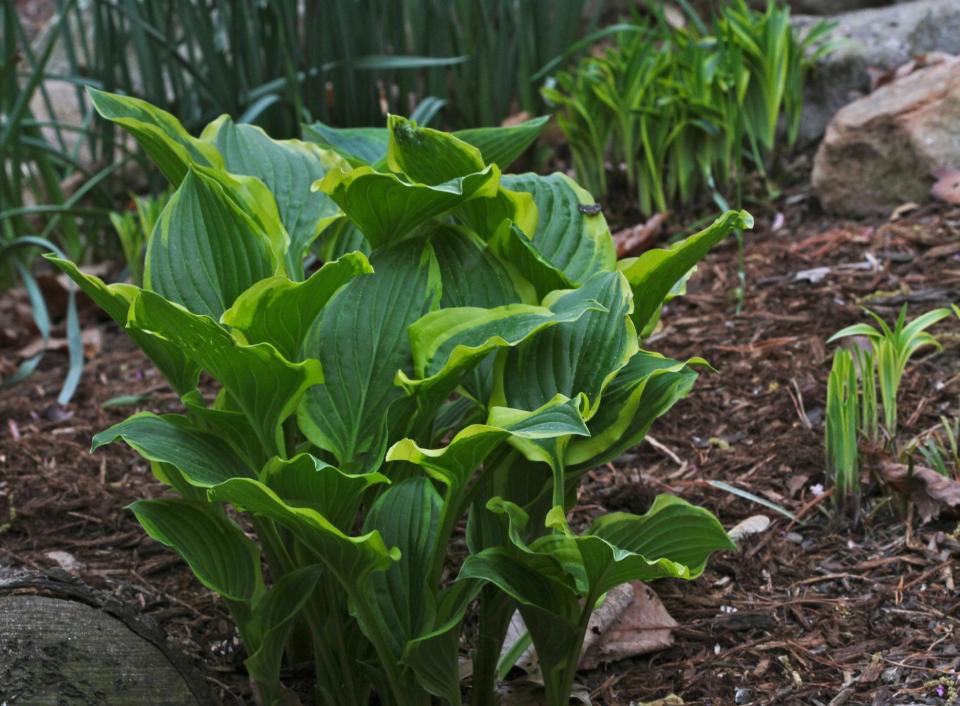 This April 11, 2012 photo shows hostas, with shoots that are tasty and can be prepared in the same way you would cook asparagus, in New Market, Va. Many ornamental plants are beautiful to look at but a few manage to make their way to the kitchen. (AP Photo/Dean Fosdick)