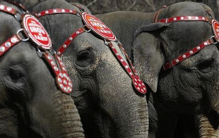 Elephants from the Ringling Bros. and Barnum & Bailey Circus line up for a photo under the Brooklyn Bridge in the Brooklyn Borough of New York, March 20, 2013. REUTERS/Brendan McDermid