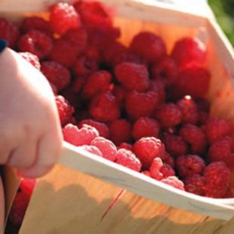 How To Pick The Best Summer Fruit
