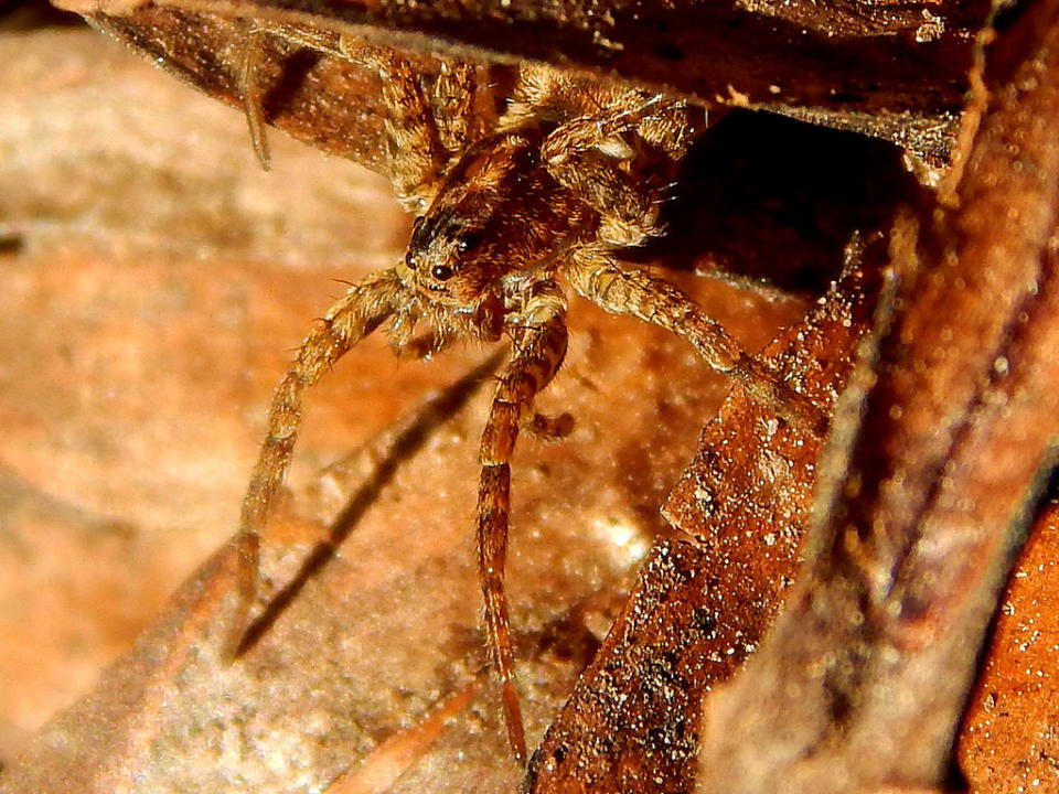 In the early evening hours I went for a little stroll through my mum's garden to find some interesting photo motifs. I guess I found one... The spider was very small and sat in a fallen down pine cone.By: Caledoniafan (thanks for 1.000.000 views!)