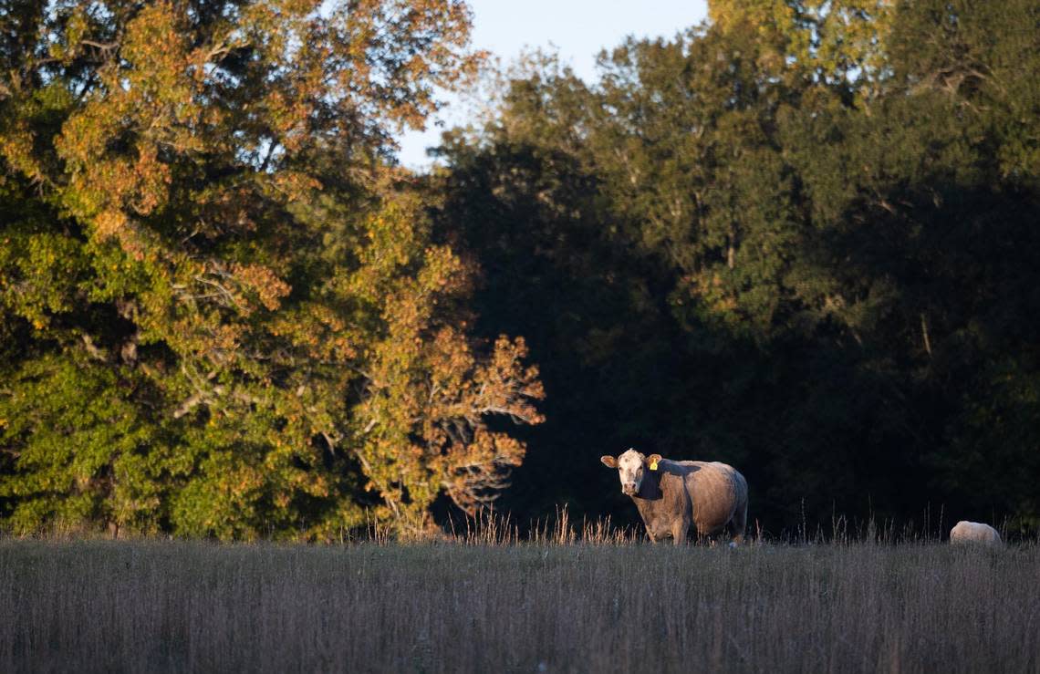 A cow grazes on a ranch in northeast Texas that would be flooded if the 66,000 acre Marvin Nichols Reservoir project is approved.