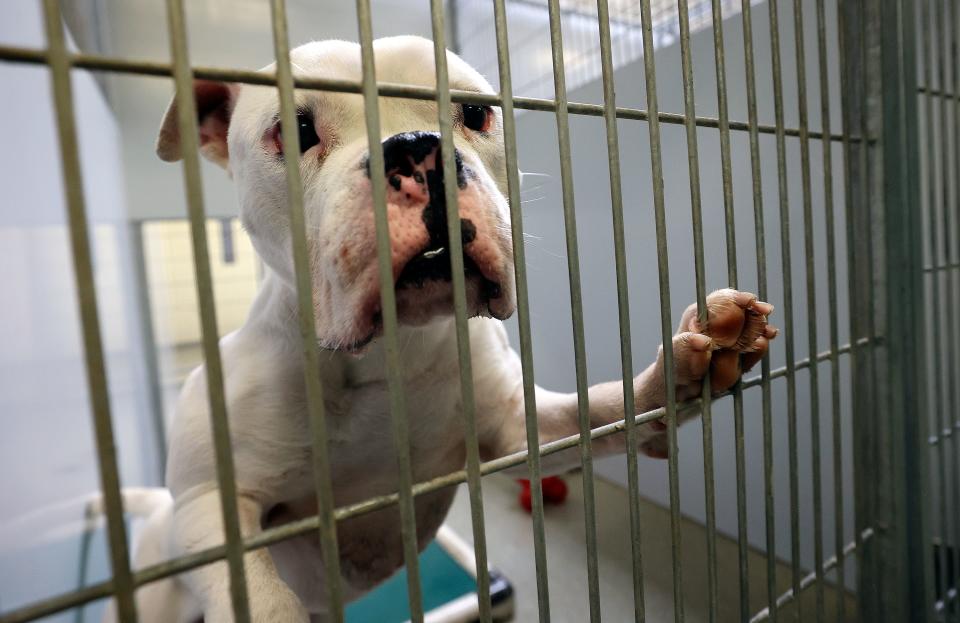 Bulldemort, a 2-year-old American bulldog, climbs on his kennel door at the West Valley City Animal Shelter in West Valley City on Wednesday, June 21, 2023. | Kristin Murphy, Deseret News