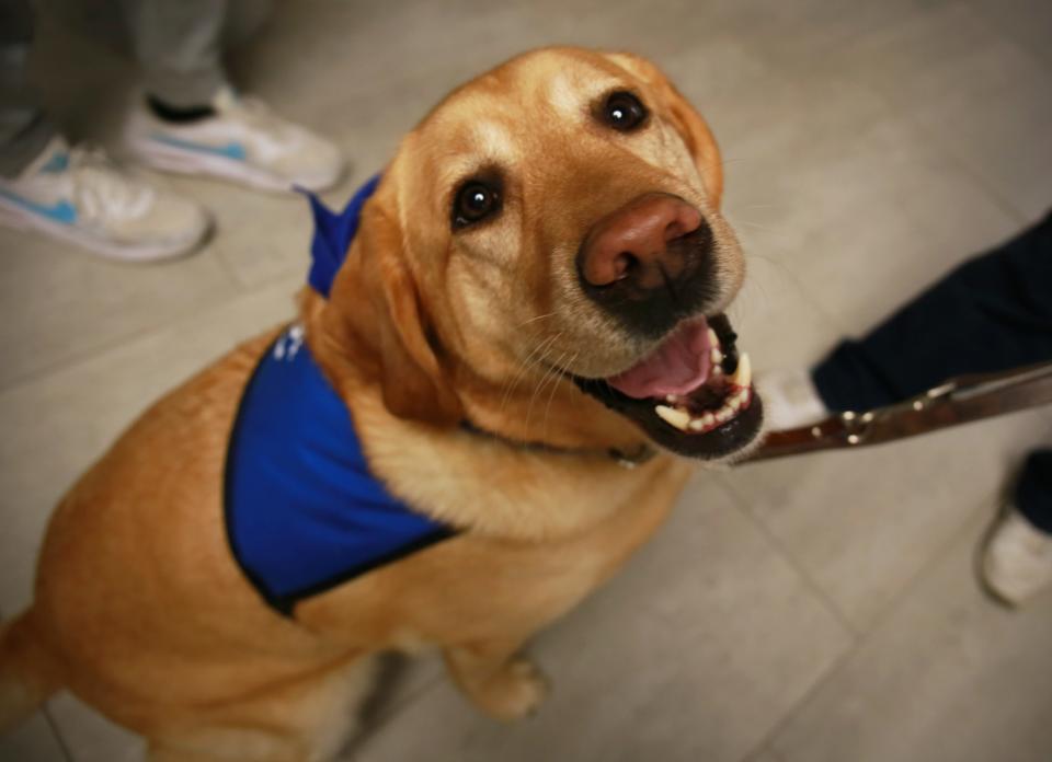 Tommy, a labrador retriever from The Blue Water Therapy Dog Club, sits as students try to pet him in the hallway at Port Huron Northern High School on Wednesday, Jan. 19, 2022.