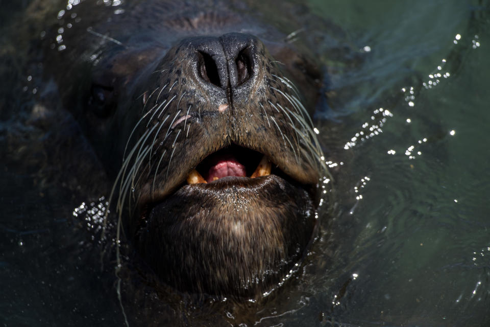 (MARTIN BERNETTI/AFP via Getty Images)