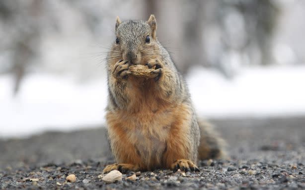How Worried Should We Be About Squirrels Carrying the Bubonic Plague?