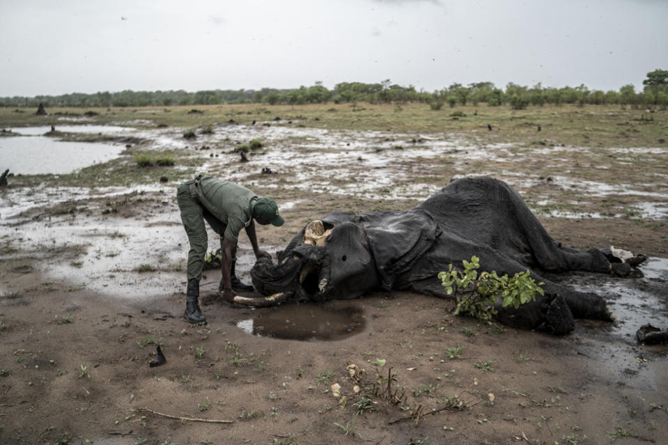 Game ranger Simba Marozva removes a tusk from a decomposed elephant which died of drought in Hwange National Park in Hwange, northern Zimbabwe on December 16, 2023. The 14,600 square kilometres (5,600 square mile) park is home to more than 450,000 savanna elephants, so many that they are considered a threat to the environment. The scene is still heart-breaking. Blackened corpses scar a landscape where the rains have been more than six weeks late and scorching temperatures have regularly hit 40 degrees Celsius (104 Fahrenheit). Some have fallen in dried up water-holes, some spent their final hours in the shade of a tree. Many are infant elephants, but all that is left is the shrivelled skin over the rotting carcass. The intact tusk is a sign that it was a natural death. But there is a heavy stench around the elephants. Marozva and his colleagues go on daily hunts for the bodies. The elephants have been demanding growing attention in recent years