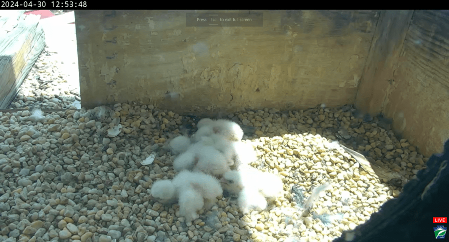 Five baby falcons, or eyasses, recently hatched on top of the Rachel Carson State Office Building in Harrisburg.