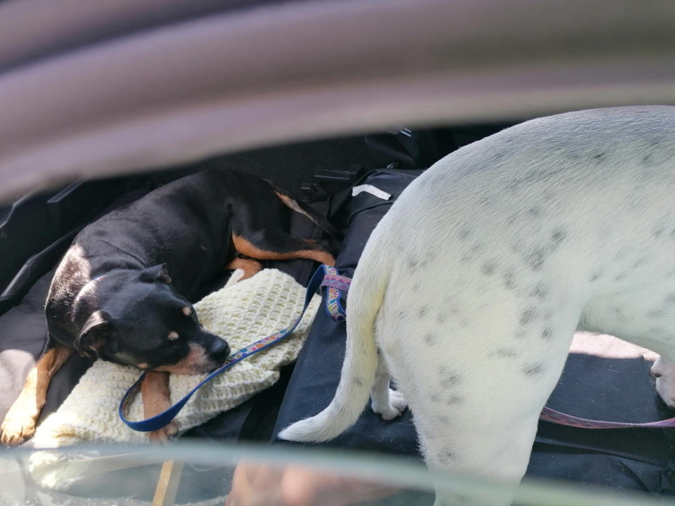 Police officers in Cannock spotted the dogs locked in the car at the shopping village. (SWNS)