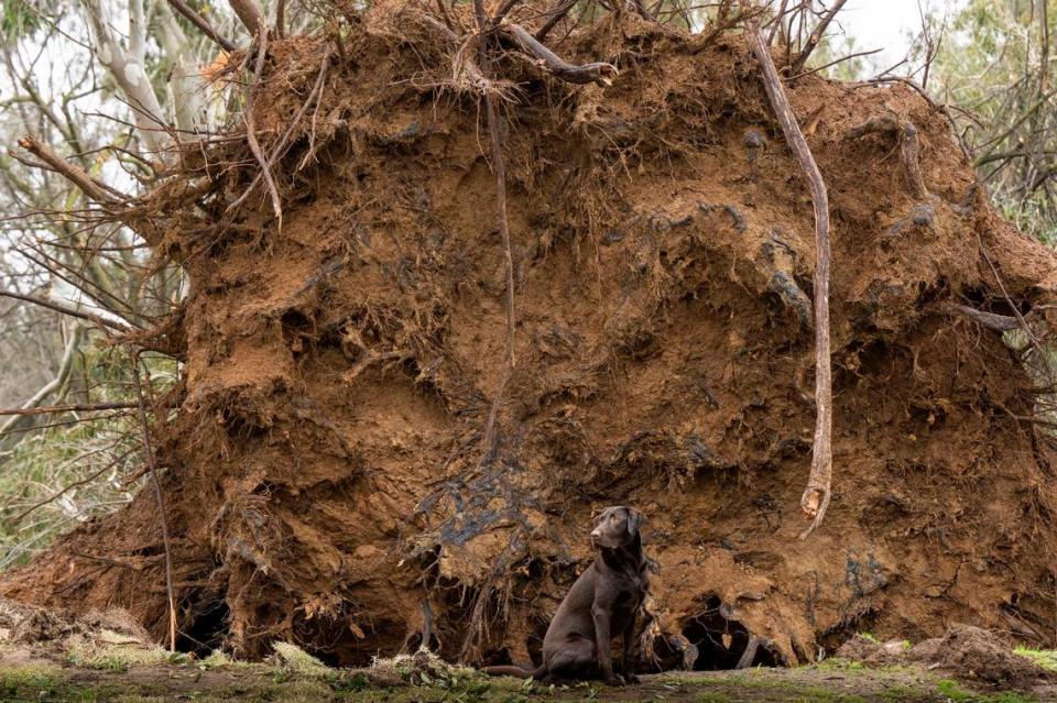 Atlas, a chocolate lab, sits for a photo in front of the roots of a large fallen tree in William Land Park near Sutterville Road and Freeport Boulevard Wednesday, Jan. 11, 2023 the tree was a victim of the recent high winds and storms in Sacramento.