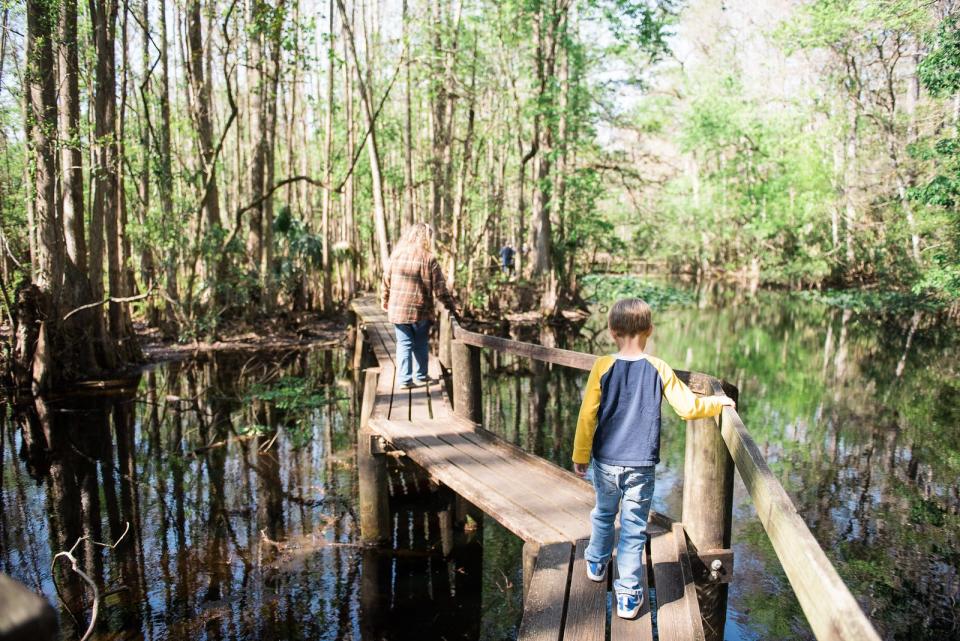 Highlands Hammock is home to more rare and endemic species than any other Florida state park.