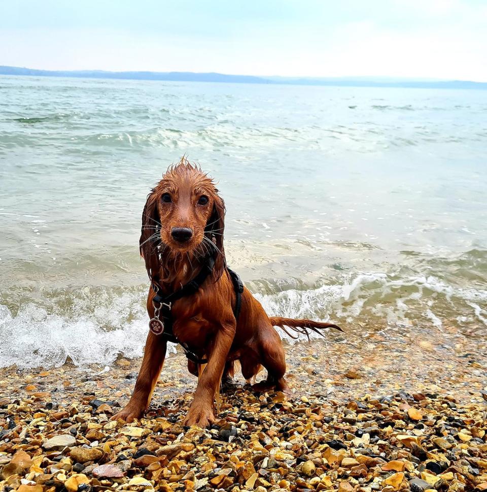 5) Ruby, Cocker Spaniel, New Forest