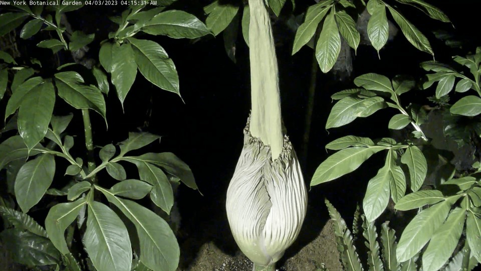 巨花魔芋即將開花，圖為巨花魔芋的花苞。（翻攝自紐約植物園YouTube）