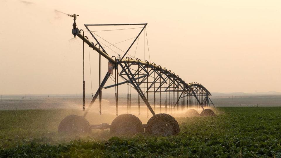 An irrigation pivot waters a crop of sugar beets along Kuna-Mora Road south of Meridian.